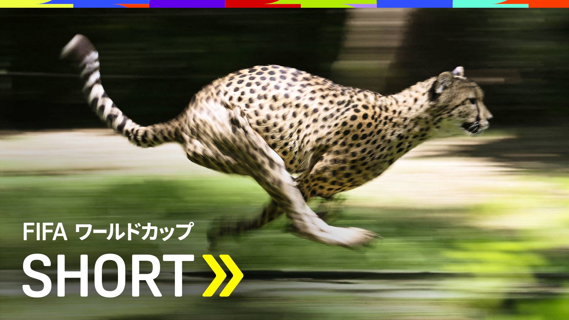データ映像】韓国イ・ガンインのシュート速度 動物に例えると…を今すぐ 